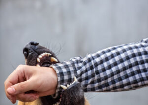 How Mincone Personal Injury Lawyers Can Help With Your Dog Bite Claim in Tampa, FL