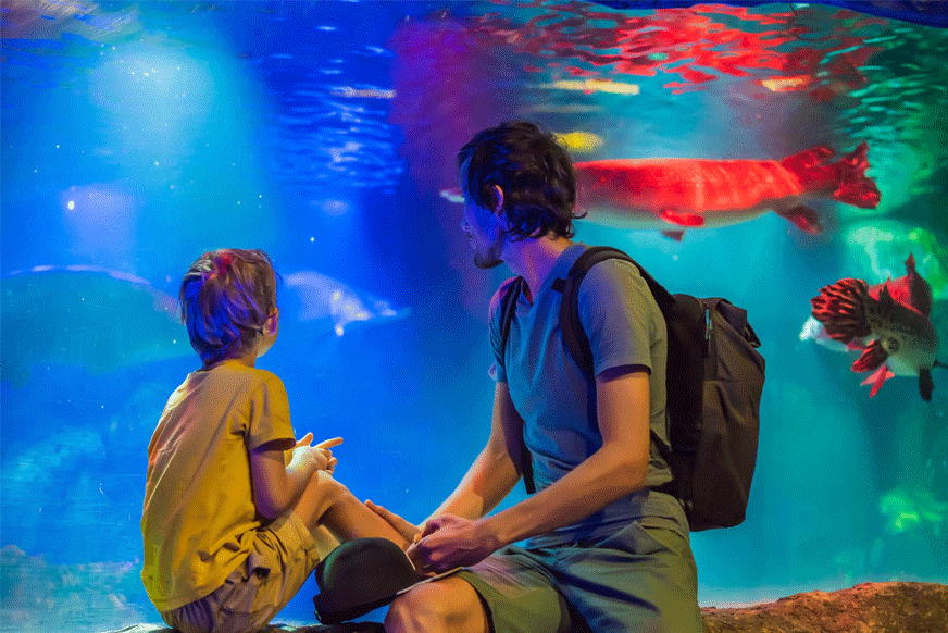 What Are My Legal Options if I Get Injured at the Florida Aquarium in Tampa?